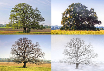Baum in den vier Jahreszeiten